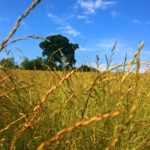 agriculture-cereal-countryside-62568